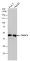 Thioredoxin Domain Containing 5 antibody, PA5-28520, Invitrogen Antibodies, Western Blot image 