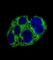 Alpha-Methylacyl-CoA Racemase antibody, abx025595, Abbexa, Western Blot image 