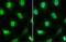 Forkhead Box O3 antibody, NBP2-16521, Novus Biologicals, Immunofluorescence image 