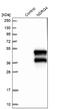 NDRG Family Member 4 antibody, NBP1-81434, Novus Biologicals, Western Blot image 