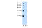 TEF Transcription Factor, PAR BZIP Family Member antibody, ARP38279_P050, Aviva Systems Biology, Western Blot image 