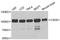 Cold Shock Domain Containing E1 antibody, MBS9126957, MyBioSource, Western Blot image 