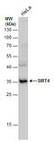 Sirtuin 4 antibody, GTX129978, GeneTex, Western Blot image 