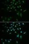 Small Ubiquitin Like Modifier 3 antibody, orb136332, Biorbyt, Immunofluorescence image 