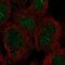 Zinc Finger Protein 212 antibody, PA5-65846, Invitrogen Antibodies, Immunofluorescence image 