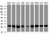 Proteasome Subunit Alpha 2 antibody, NBP2-45418, Novus Biologicals, Western Blot image 