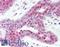 hRAD50 antibody, LS-B302, Lifespan Biosciences, Immunohistochemistry paraffin image 