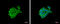 Sphingosine-1-Phosphate Receptor 1 antibody, GTX100024, GeneTex, Immunocytochemistry image 