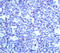 OTF-1 antibody, ADI-905-496-1, Enzo Life Sciences, Immunohistochemistry frozen image 