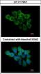 Peptidylprolyl Isomerase F antibody, GTX117951, GeneTex, Immunofluorescence image 