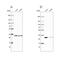 Carbonic Anhydrase 3 antibody, NBP1-88227, Novus Biologicals, Western Blot image 