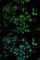 Chromobox 4 antibody, A6221, ABclonal Technology, Immunofluorescence image 