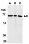 Apoptosis-inducing factor 1, mitochondrial antibody, ADI-905-168-100, Enzo Life Sciences, Western Blot image 