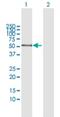 Amylase Alpha 1C (Salivary) antibody, H00000278-B01P, Novus Biologicals, Western Blot image 