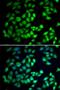 WD Repeat Domain 77 antibody, orb373548, Biorbyt, Immunocytochemistry image 