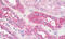 Early Endosome Antigen 1 antibody, MBS248911, MyBioSource, Immunohistochemistry frozen image 