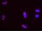Minichromosome Maintenance Complex Component 5 antibody, NB100-79778, Novus Biologicals, Proximity Ligation Assay image 