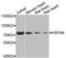 Heat shock 70 kDa protein 6 antibody, A7688, ABclonal Technology, Western Blot image 