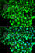 Arachidonate 15-Lipoxygenase Type B antibody, A6865, ABclonal Technology, Immunofluorescence image 
