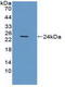 Integrin Alpha V Beta 6 antibody, LS-C372698, Lifespan Biosciences, Western Blot image 