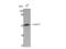 Cell Division Cycle 37 antibody, STJ92169, St John