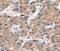 Serglycin antibody, PA5-50794, Invitrogen Antibodies, Immunohistochemistry frozen image 