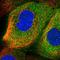 Radial Spoke Head 3 antibody, HPA039109, Atlas Antibodies, Immunofluorescence image 