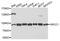 X-Ray Repair Cross Complementing 1 antibody, abx136106, Abbexa, Western Blot image 