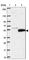 Transcription Elongation Factor A N-Terminal And Central Domain Containing antibody, HPA001013, Atlas Antibodies, Western Blot image 