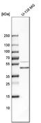 Biglycan antibody, HPA003157, Atlas Antibodies, Western Blot image 