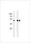 T-Box 4 antibody, TA324661, Origene, Western Blot image 