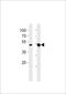 T-Box 4 antibody, TA324661, Origene, Western Blot image 