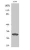 Inhibin Subunit Beta C antibody, A10556, Boster Biological Technology, Western Blot image 