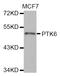 Protein Tyrosine Kinase 6 antibody, LS-C332689, Lifespan Biosciences, Western Blot image 
