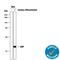 Natriuretic Peptide A antibody, AF3366, R&D Systems, Western Blot image 