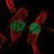 Zinc Finger Protein 277 antibody, PA5-55577, Invitrogen Antibodies, Immunofluorescence image 