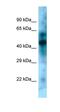 Kruppel Like Factor 15 antibody, orb330954, Biorbyt, Western Blot image 