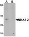 NK2 Homeobox 2 antibody, PA5-72761, Invitrogen Antibodies, Western Blot image 