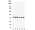 Tafazzin antibody, R31250, NSJ Bioreagents, Western Blot image 