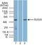 Interferon-activable protein 202 antibody, TA337131, Origene, Western Blot image 