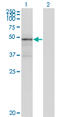 Tenascin XB antibody, LS-C139174, Lifespan Biosciences, Western Blot image 