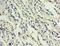 ADM antibody, LS-C369179, Lifespan Biosciences, Immunohistochemistry paraffin image 