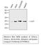 p21 antibody, STJ94862, St John