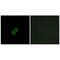 NAD(P)HX Epimerase antibody, PA5-49980, Invitrogen Antibodies, Immunofluorescence image 