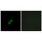 NAD(P)HX Epimerase antibody, PA5-49980, Invitrogen Antibodies, Immunofluorescence image 