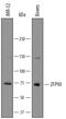 Zinc Finger Protein 90 antibody, AF7870, R&D Systems, Western Blot image 