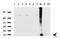 WAP Four-Disulfide Core Domain 2 antibody, LS-C796830, Lifespan Biosciences, Western Blot image 
