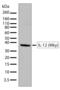 Interleukin 12A antibody, 701127, Invitrogen Antibodies, Western Blot image 