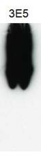 Vesicle Associated Membrane Protein 5 antibody, GTX632270, GeneTex, Western Blot image 