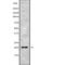 Mediator Complex Subunit 28 antibody, abx216781, Abbexa, Western Blot image 